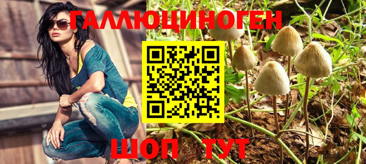 купить наркотики цена  Ярославль  Галлюциногенные грибы Psilocybe 